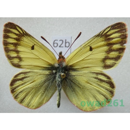 Colias ladakensis C. Felder, 1865 China62b